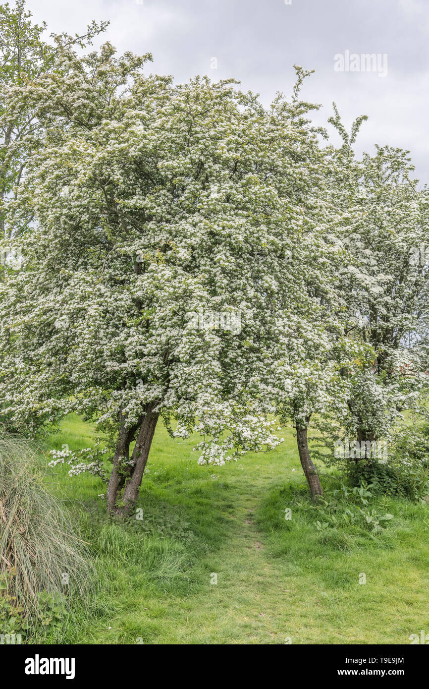 White flower blossom of Hawthorn tree / Crataegus monogyna blossom. May blossom, hedgerow blossom, medicinal plants concept, spring blossom. Stock Photo