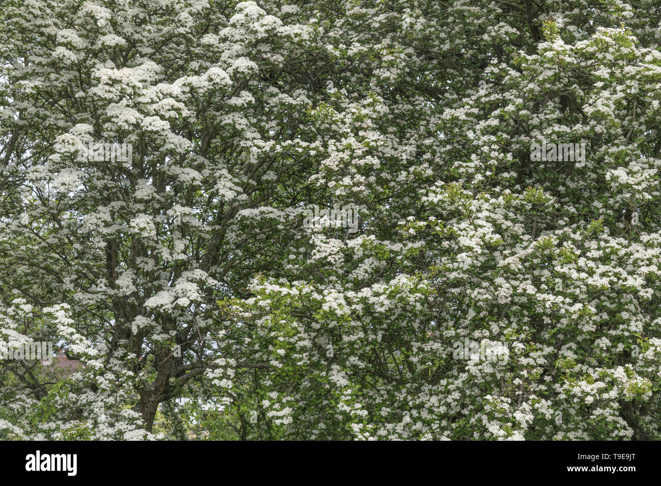 White flower blossom of Hawthorn tree / Crataegus monogyna blossom. May blossom, hedgerow blossom, spring blossom, medicinal plants concept. Stock Photo