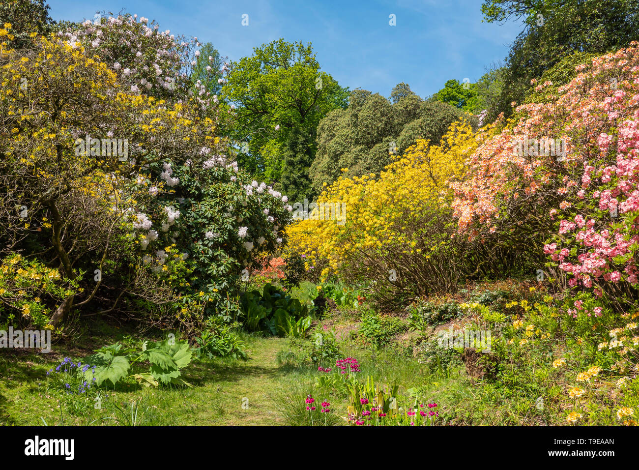 Leonardslee Gardens and Lakes,Sussex,England,Spring Colours Stock Photo