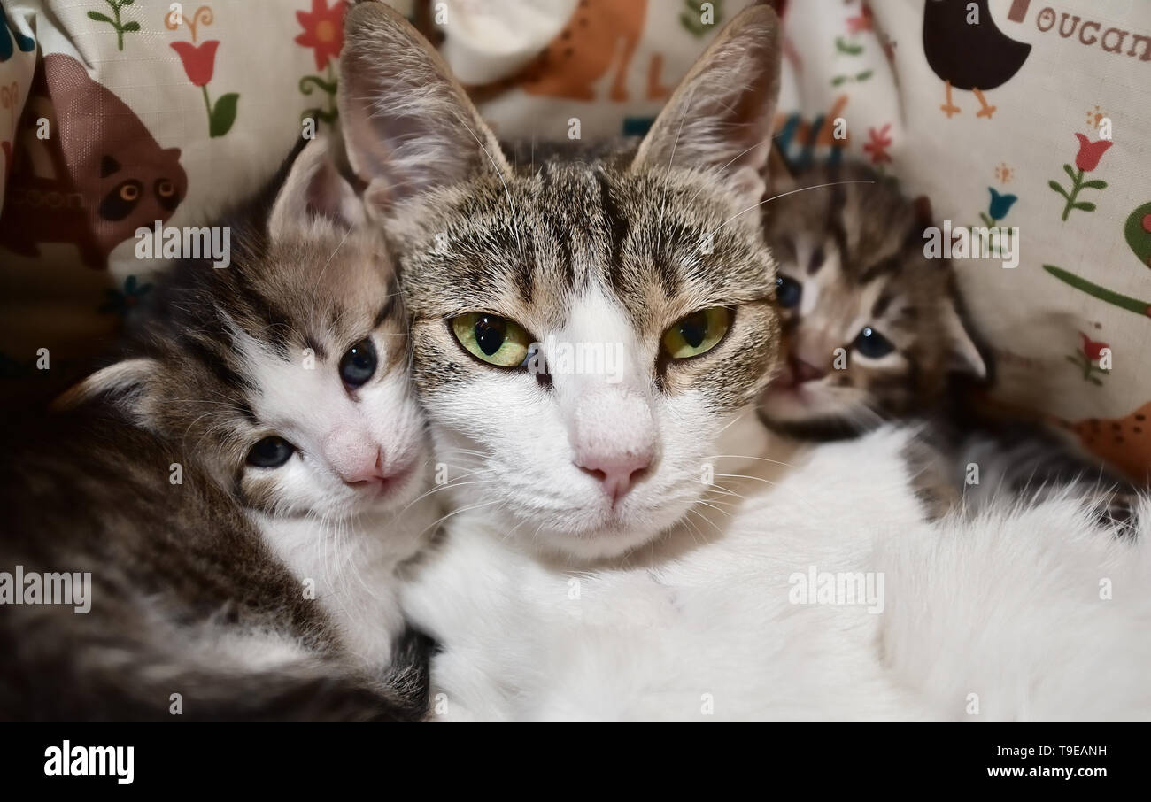 A cat with a kittens Stock Photo
