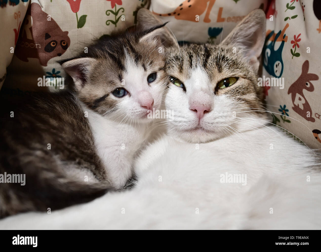 A cat with a kittens Stock Photo
