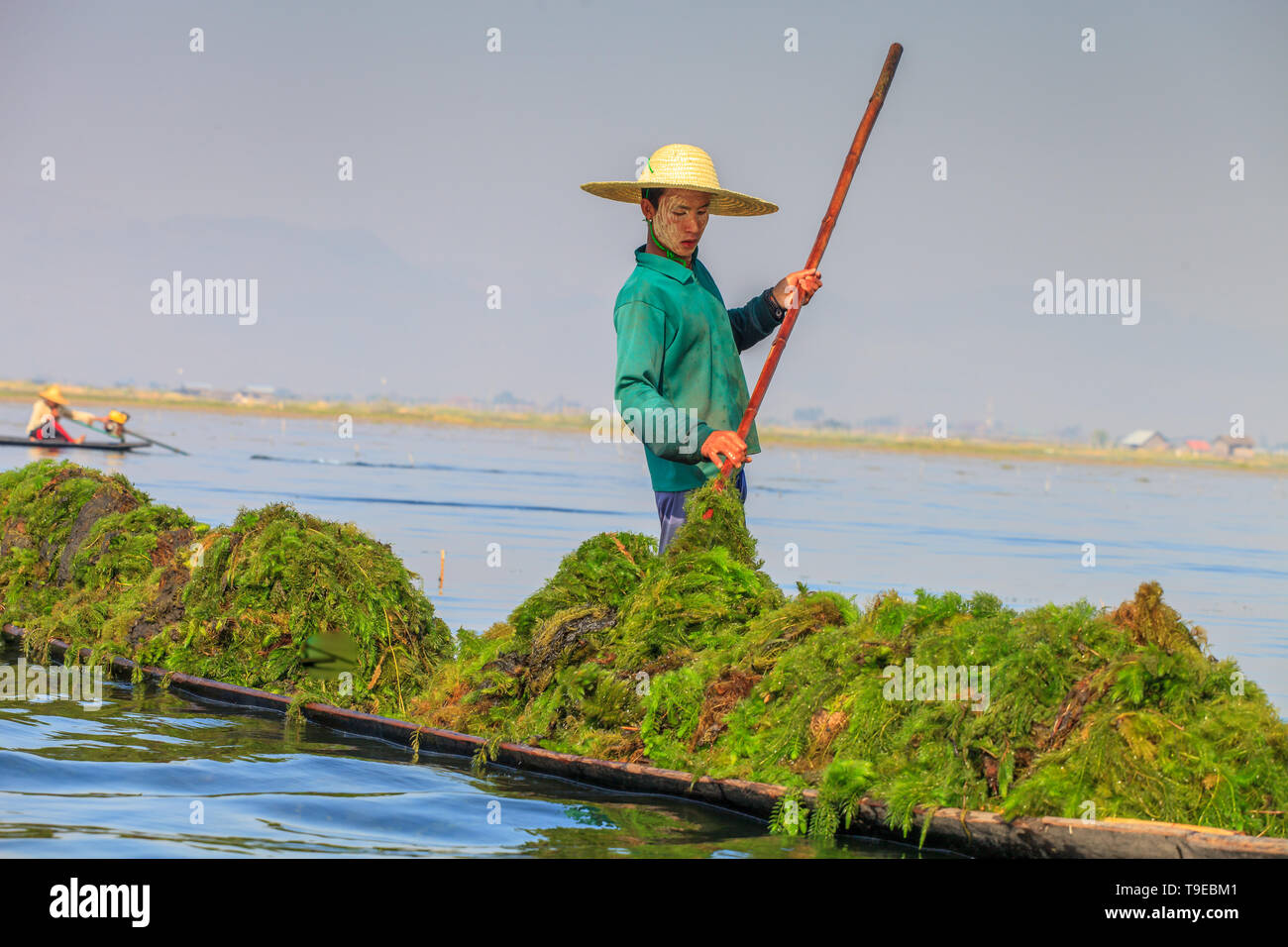 Seaweed harvest in the Inle lake. Myanmar Stock Photo