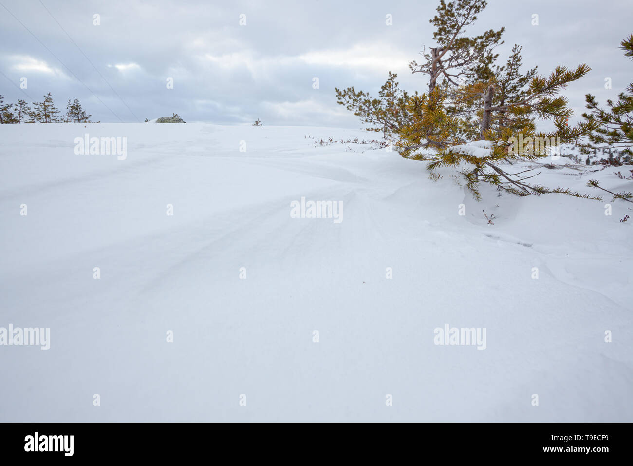 Snow and trees in arctic hill Stock Photo