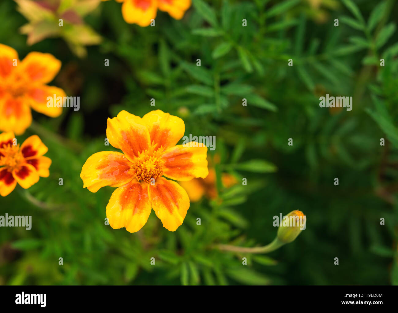 Bright, hot yellow and orange red tagetes flower and bud with unfocused green foliage and few flowers at background. Selective focus. Greeting card ba Stock Photo