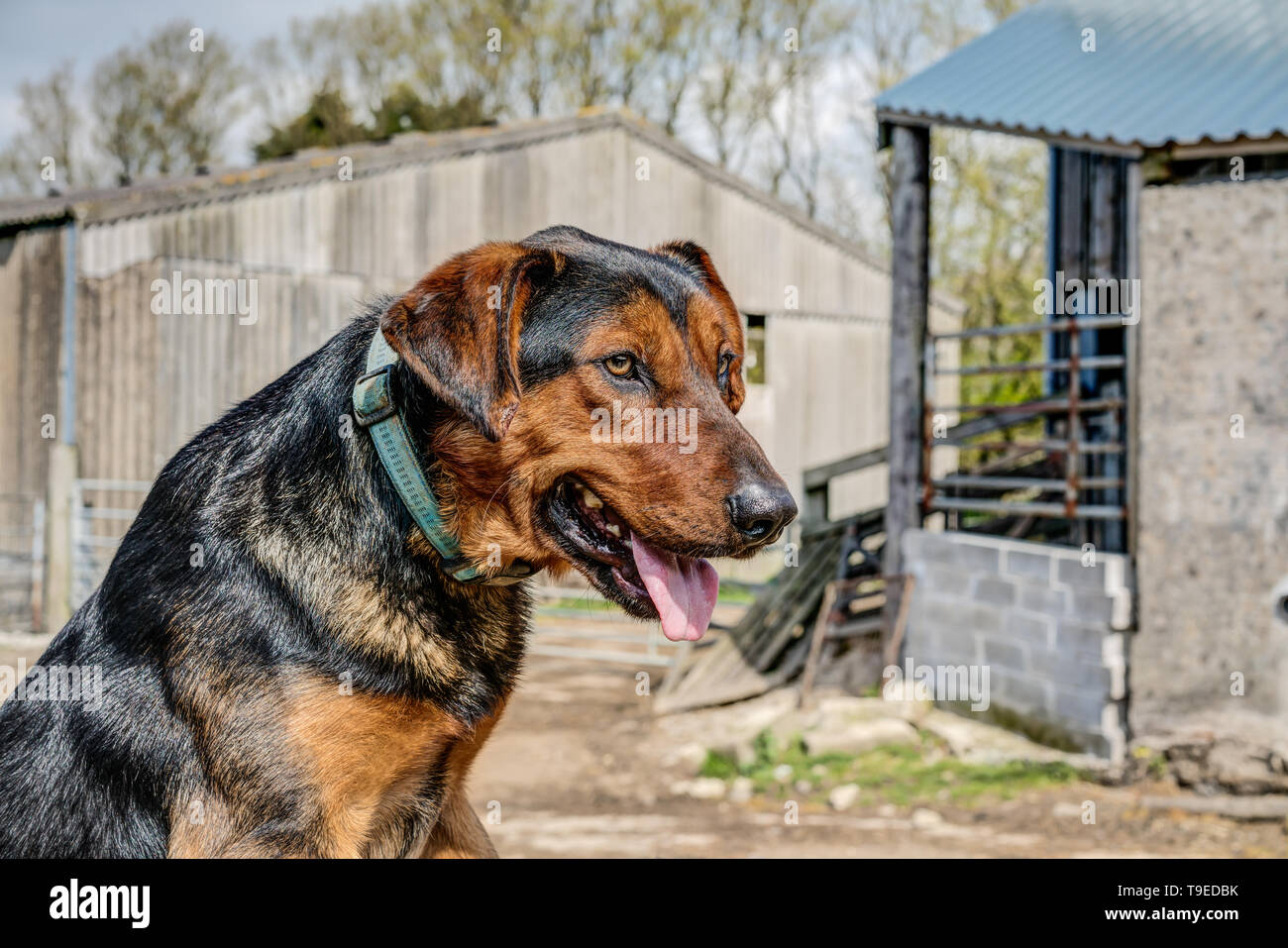 Gus Is A Beautiful Brown And Black New Zealand Huntaway Pedigree Dog This Horizontal Portrait Taken In The Farmyard Shows His Layed Back Temperament Stock Photo Alamy