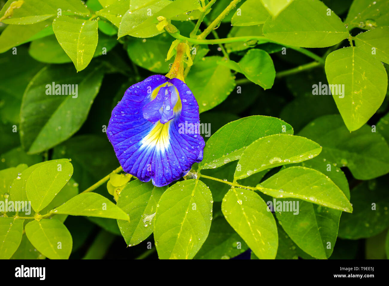 Clitoria ternatea or Asian pigeonwings is a plant species belonging to the Fabaceae family. Malaysia. Stock Photo