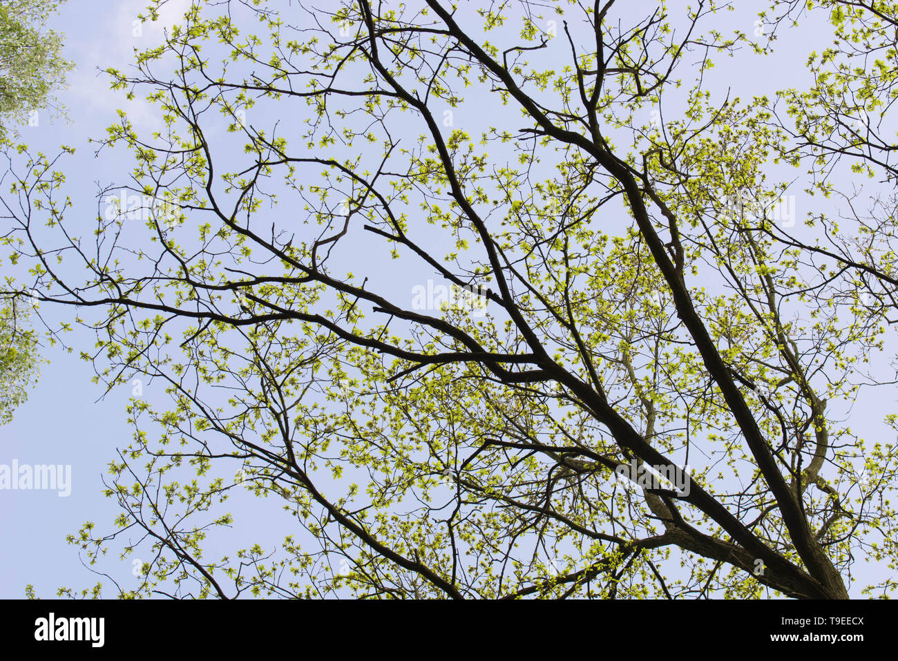 Spring tree branches silhouette hi-res stock photography and images - Alamy