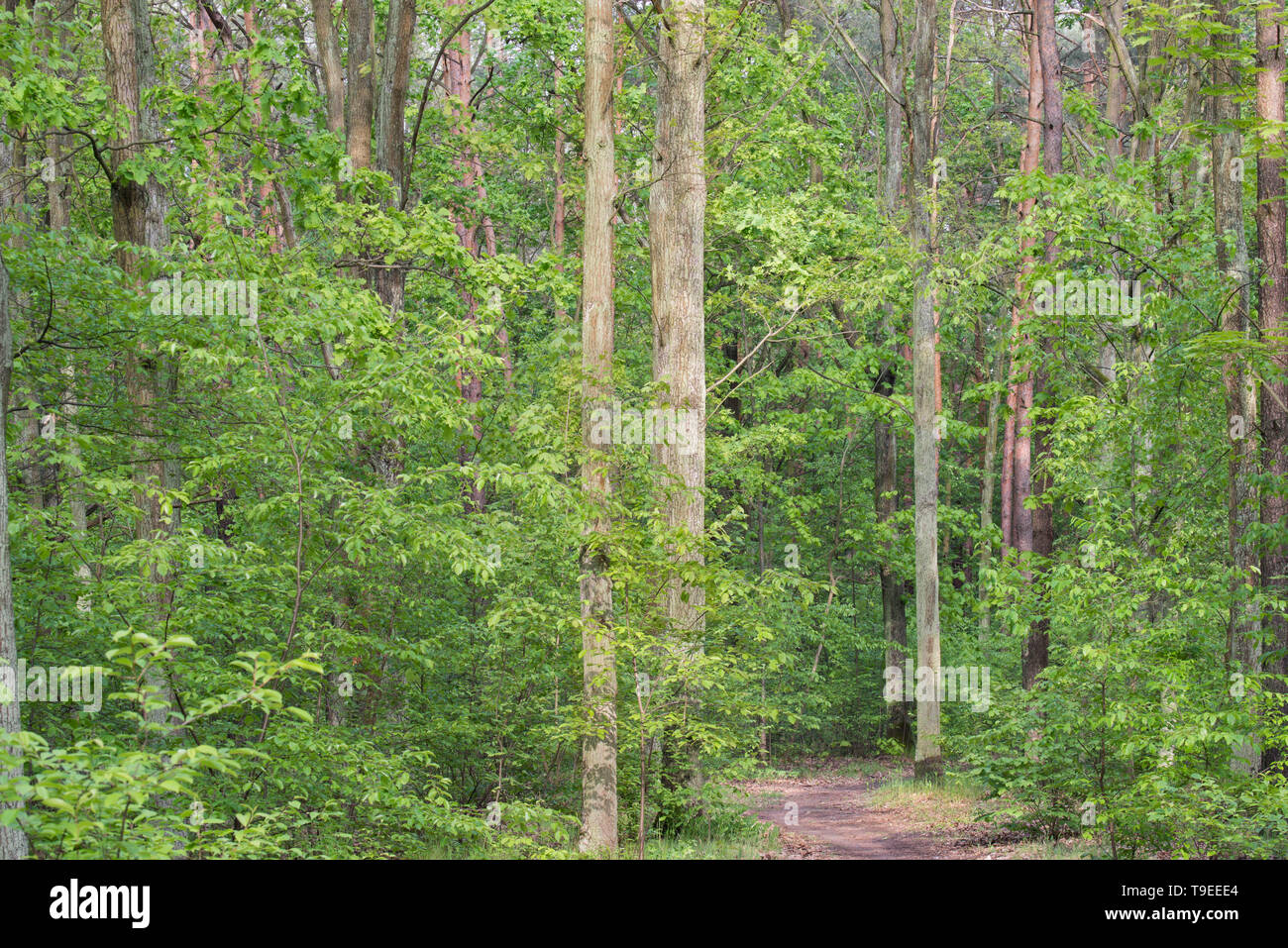 Empty spring trail hi-res stock photography and images - Alamy