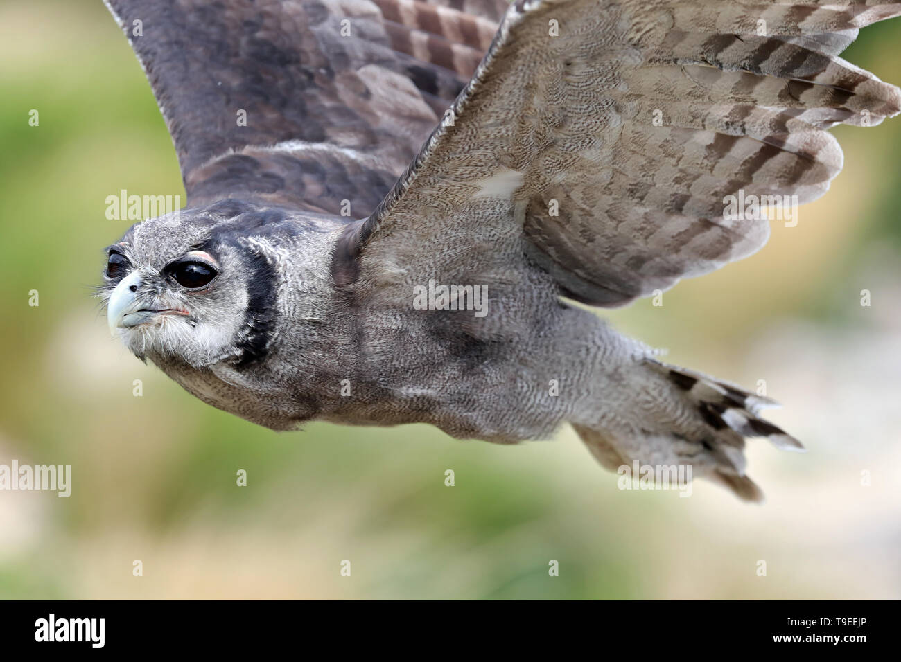 Close up of a Verreaux's Eagle Owl in flight flying head on Stock Photo