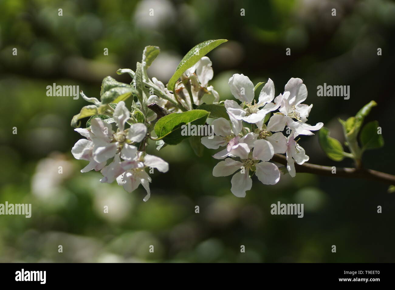 Malus domestica 'Brithmawr' at Clyne gardens, Swansea, Wales, UK. Stock Photo