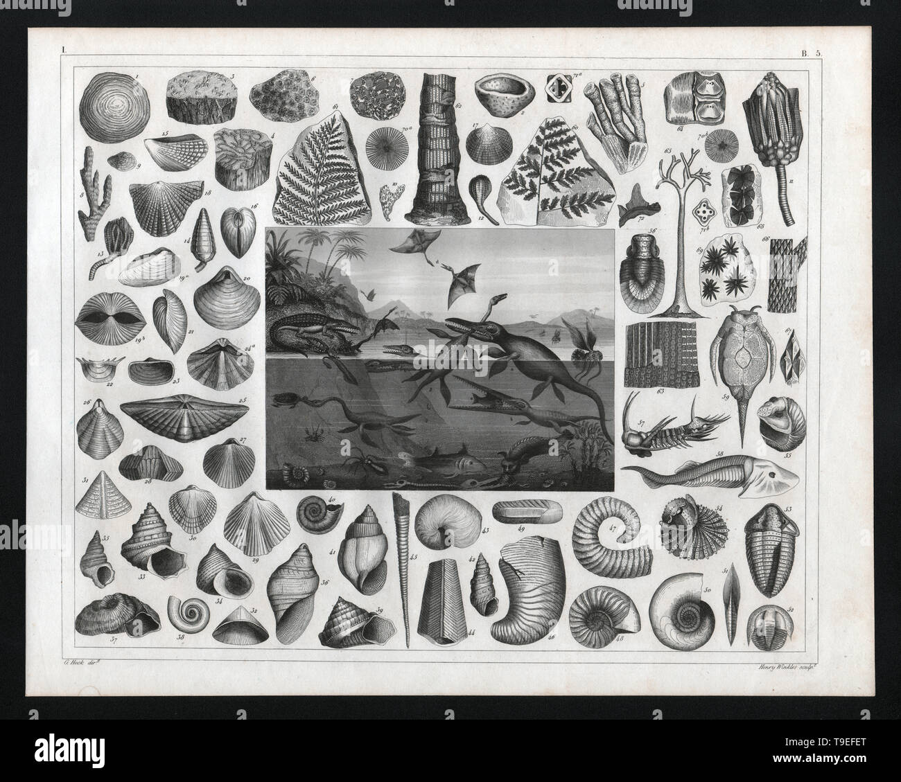 Prehistoric Fossils from the Jurassic Period showing various