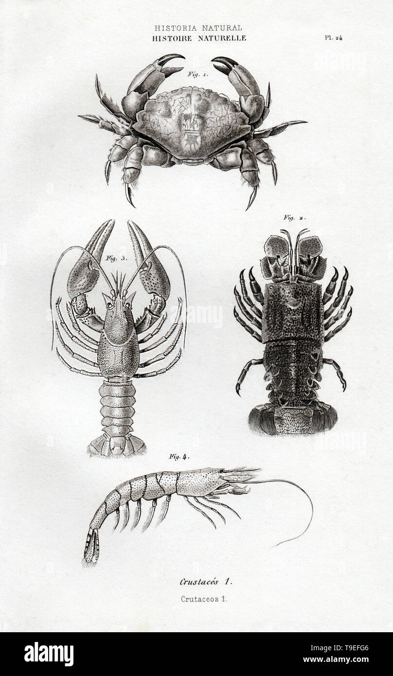 Crab, Lobsters and Shrimp Natural History Print by Didot, 1859 Stock