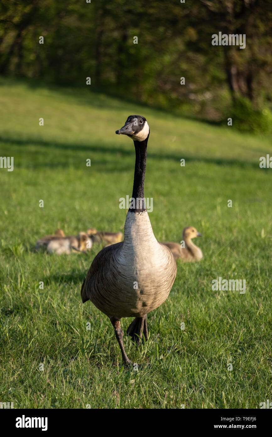 Canada Goose with Goslings in Background Stock Photo - Alamy