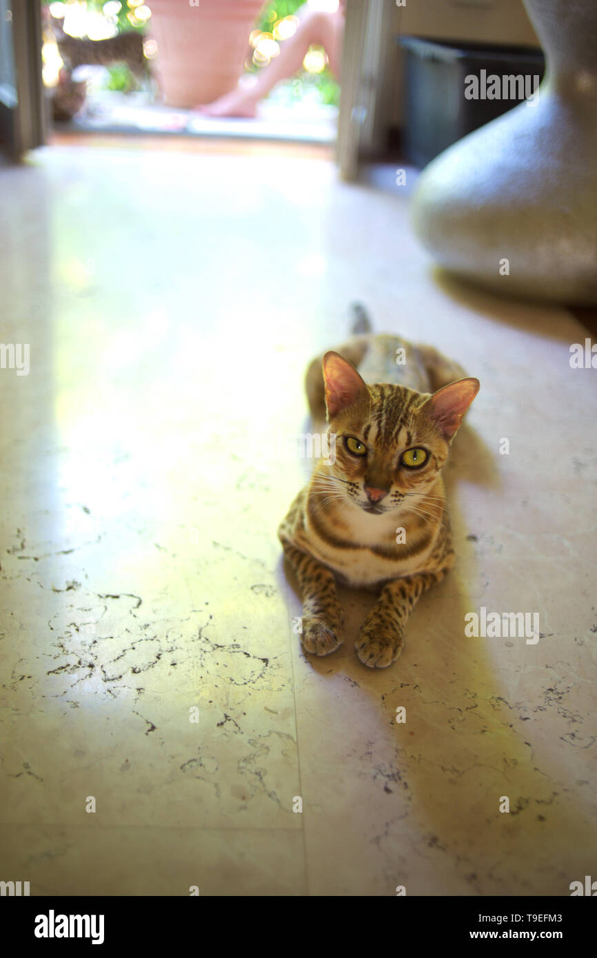 wild looking bengal cat, indoor shot Stock Photo Alamy