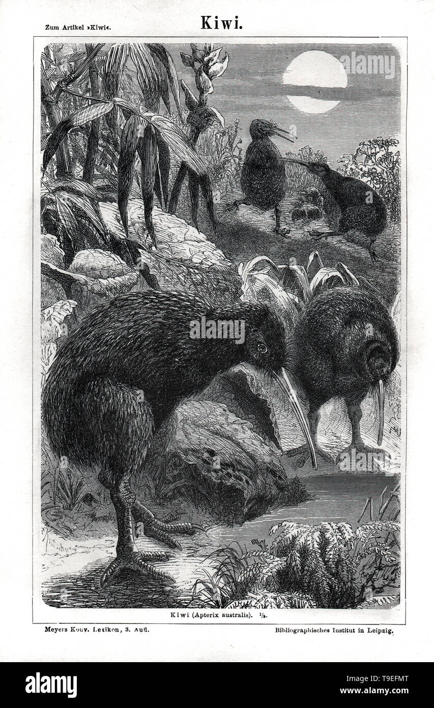 Kiwis in the Moonlight, New Zealand Bird, 1875 Meyer Print Stock Photo