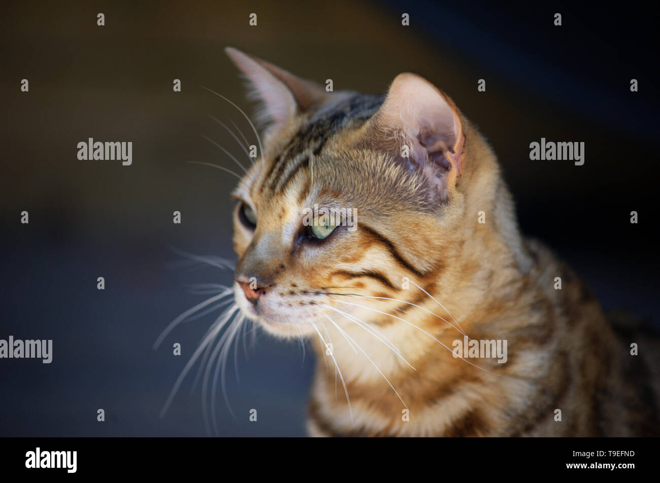 portrait of a bengal cat with green eyes Stock Photo - Alamy