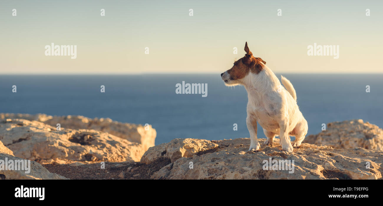 Seascape panorama view with dog sitting on cliff Stock Photo Alamy