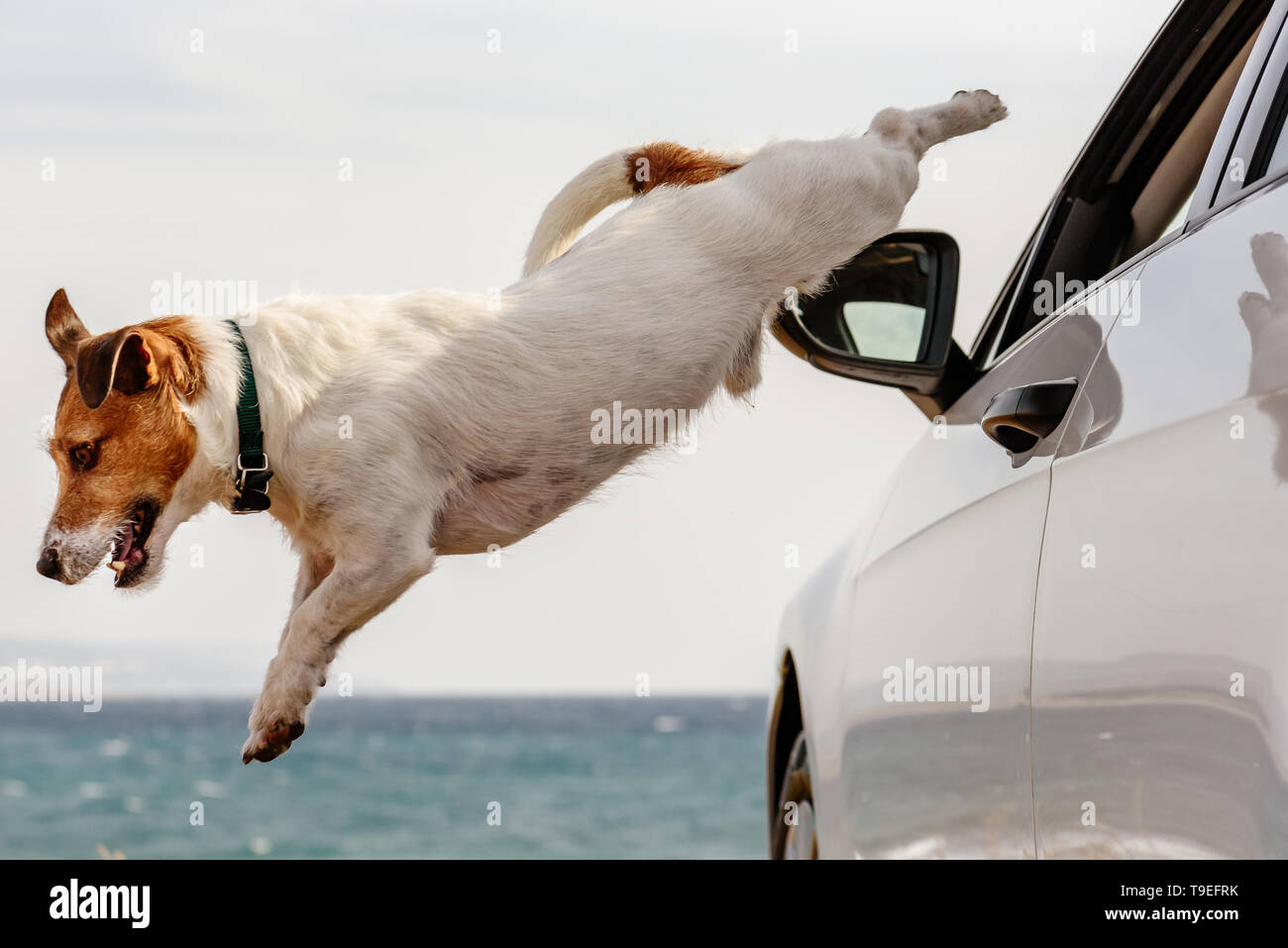 Dog jumps out of car window hurrying to beach and sea water Stock Photo