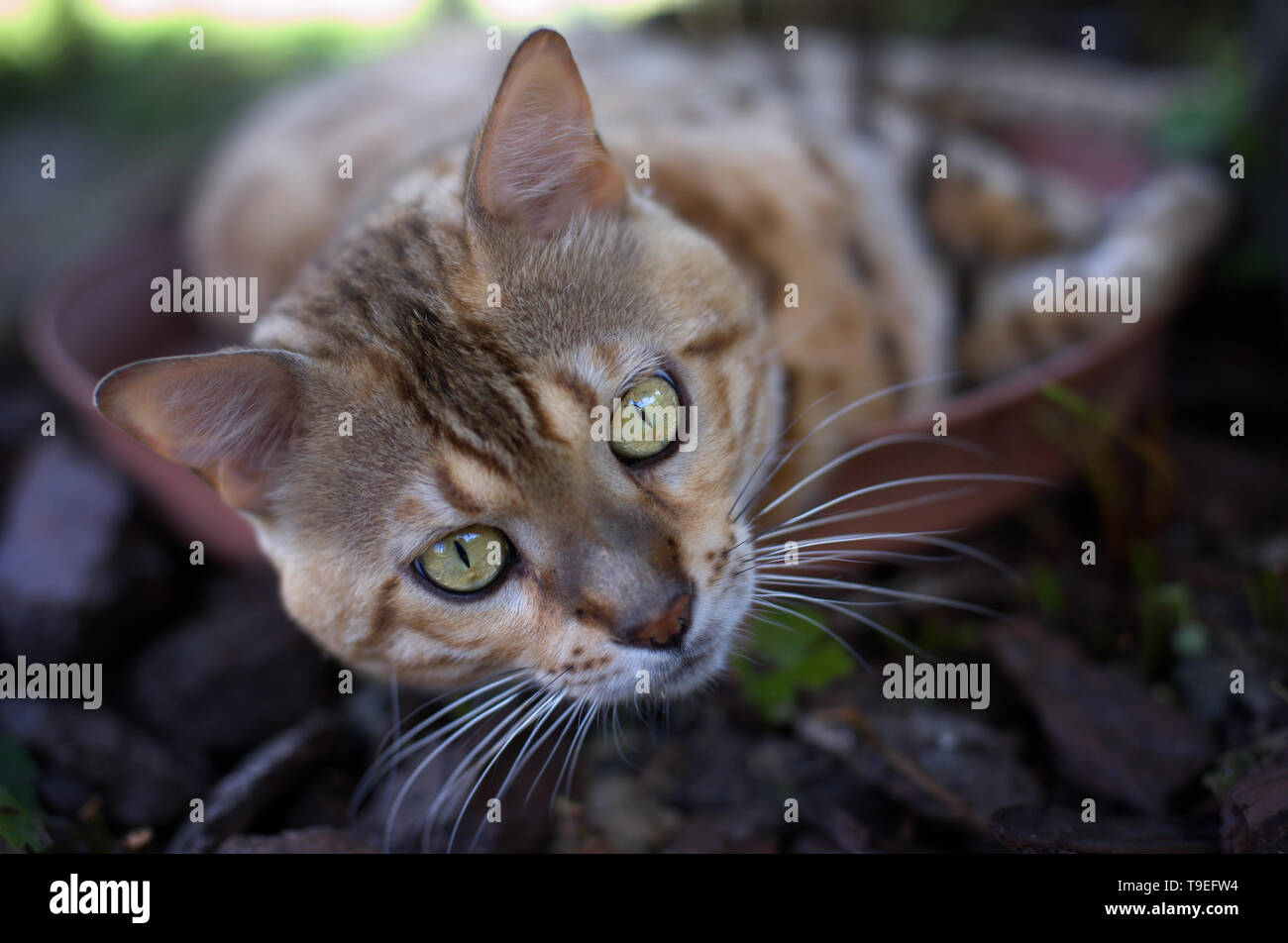 portrait of a bengal cat with green eyes Stock Photo - Alamy