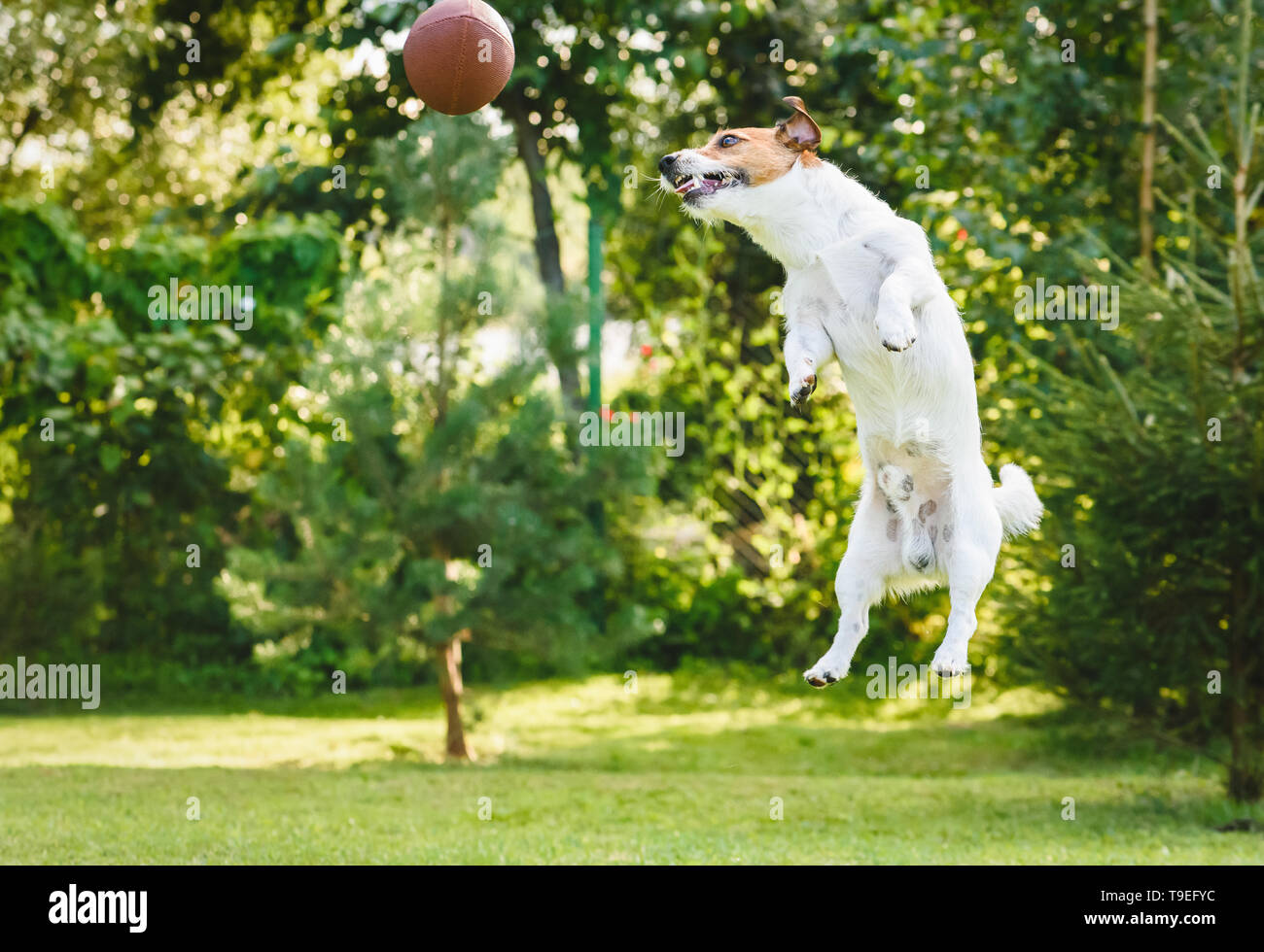 Dog playing at backyard jumping and catching rugby ball Stock Photo Alamy