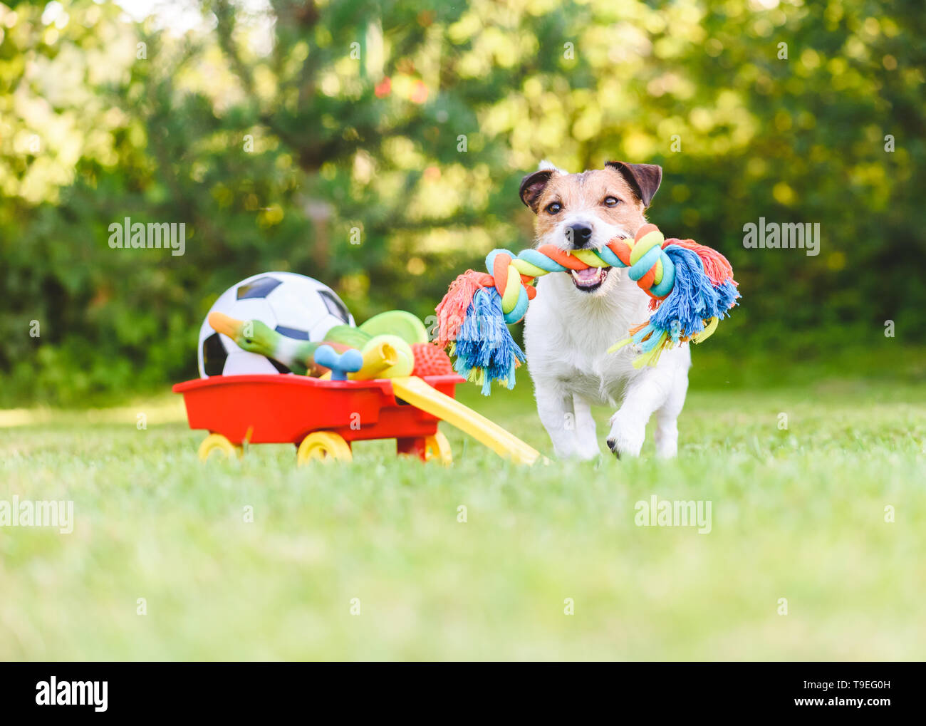 Dog chooses and fetches rope toy from hoard of pet toys in cart Stock Photo