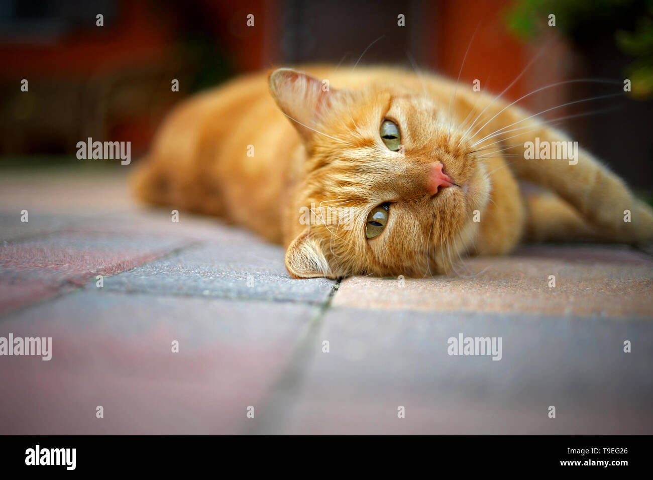 ginger cat is relaxing outdoors Stock Photo