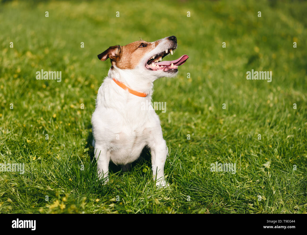 Happy dog safely playing on green grass wearing anti flea and tick collar during spring season Stock Photo