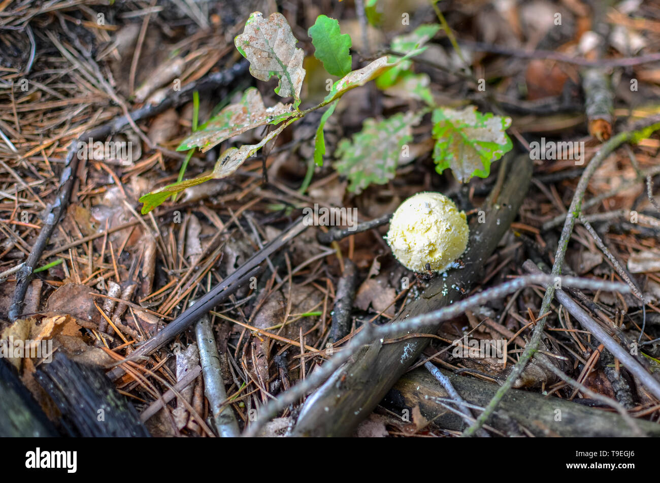 Mushroom called scleroderma bovista in the forest with sticks Stock Photo