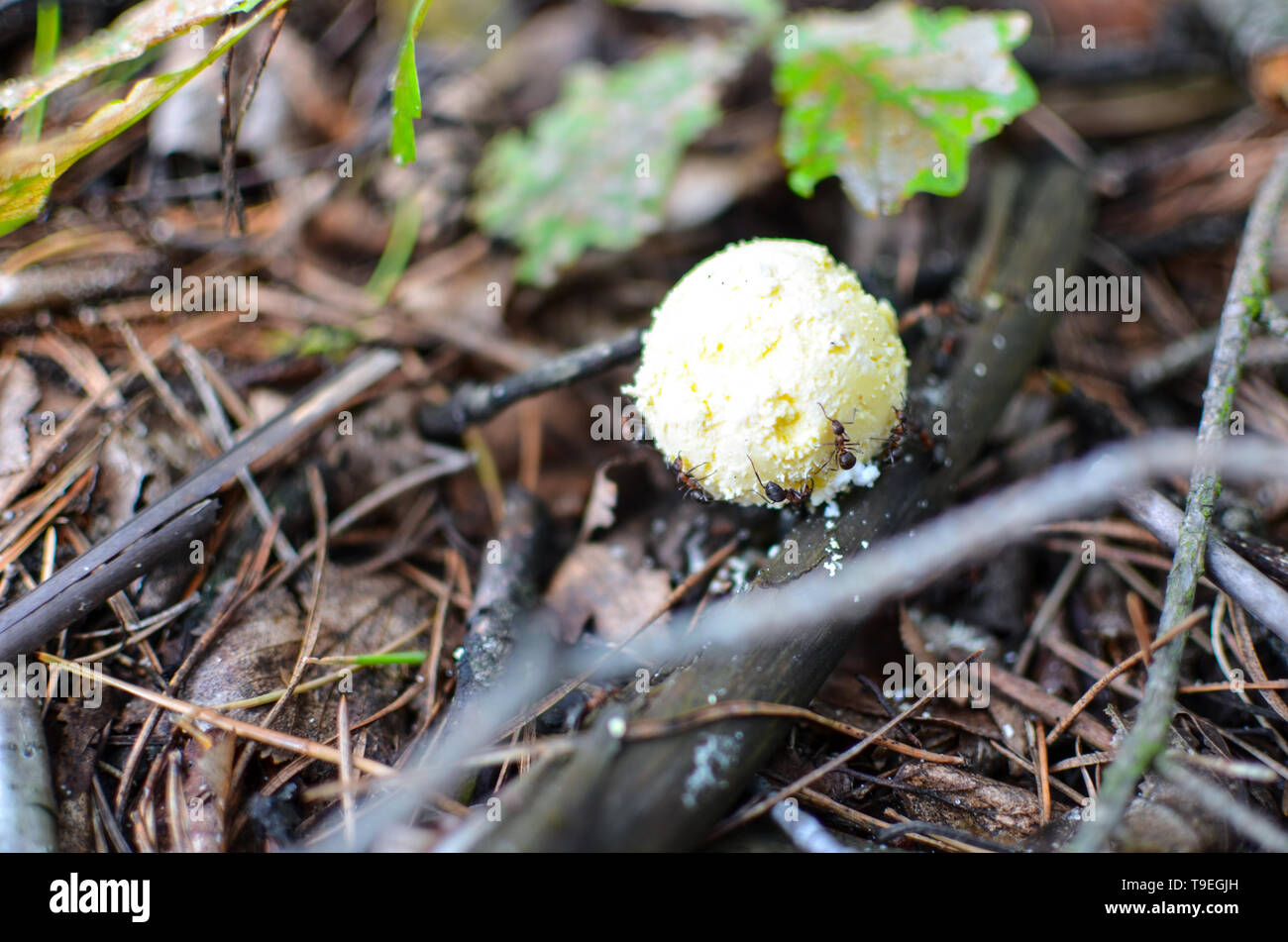 Mushroom called scleroderma bovista in the forest with sticks Stock Photo