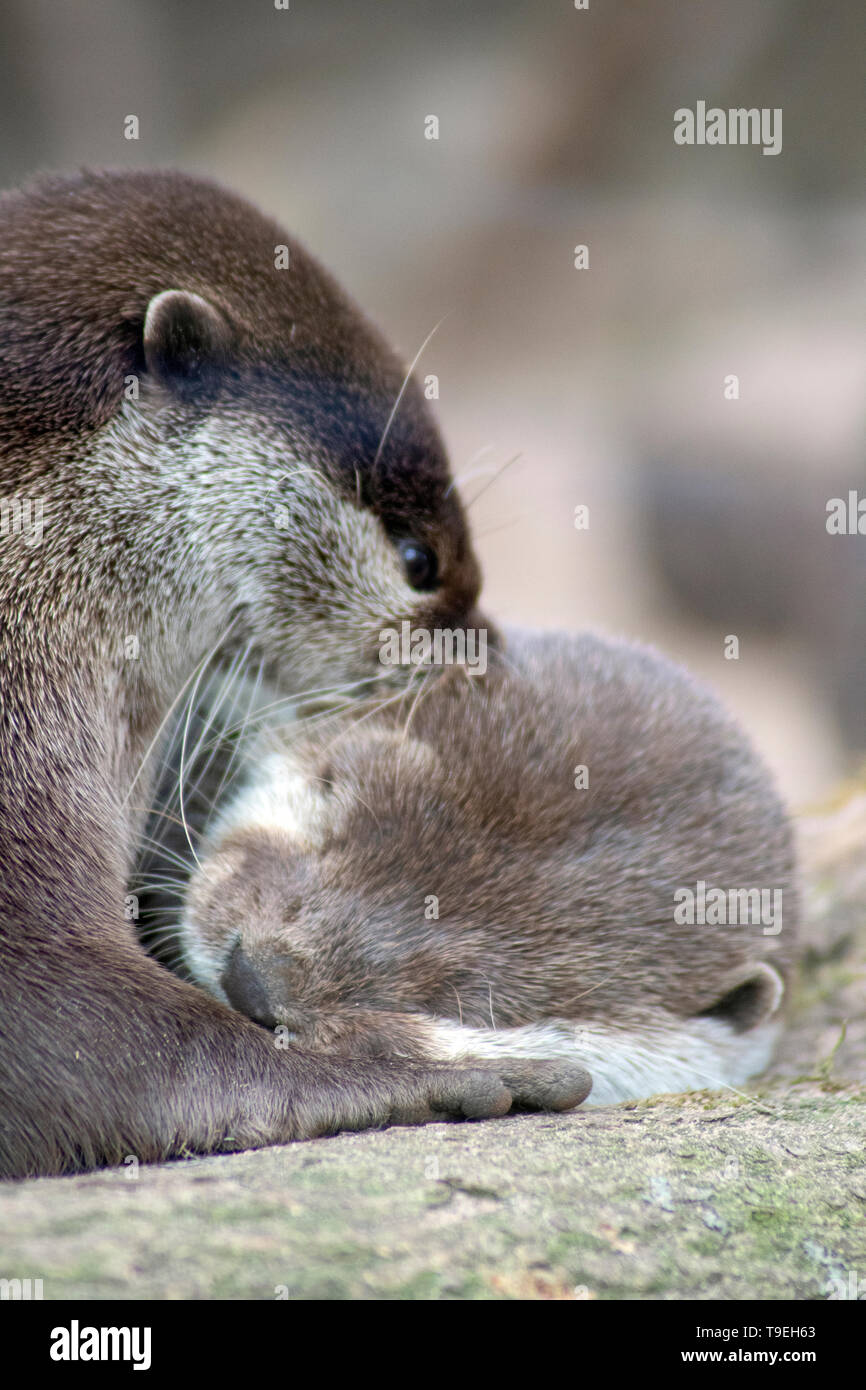 Otter Stock Photo