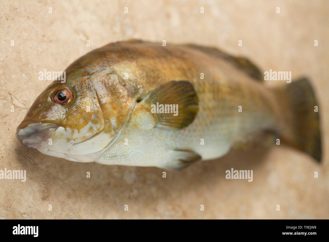 A Raw Uncooked Ballan Wrasse Labrus Bergylta That Was Caught On