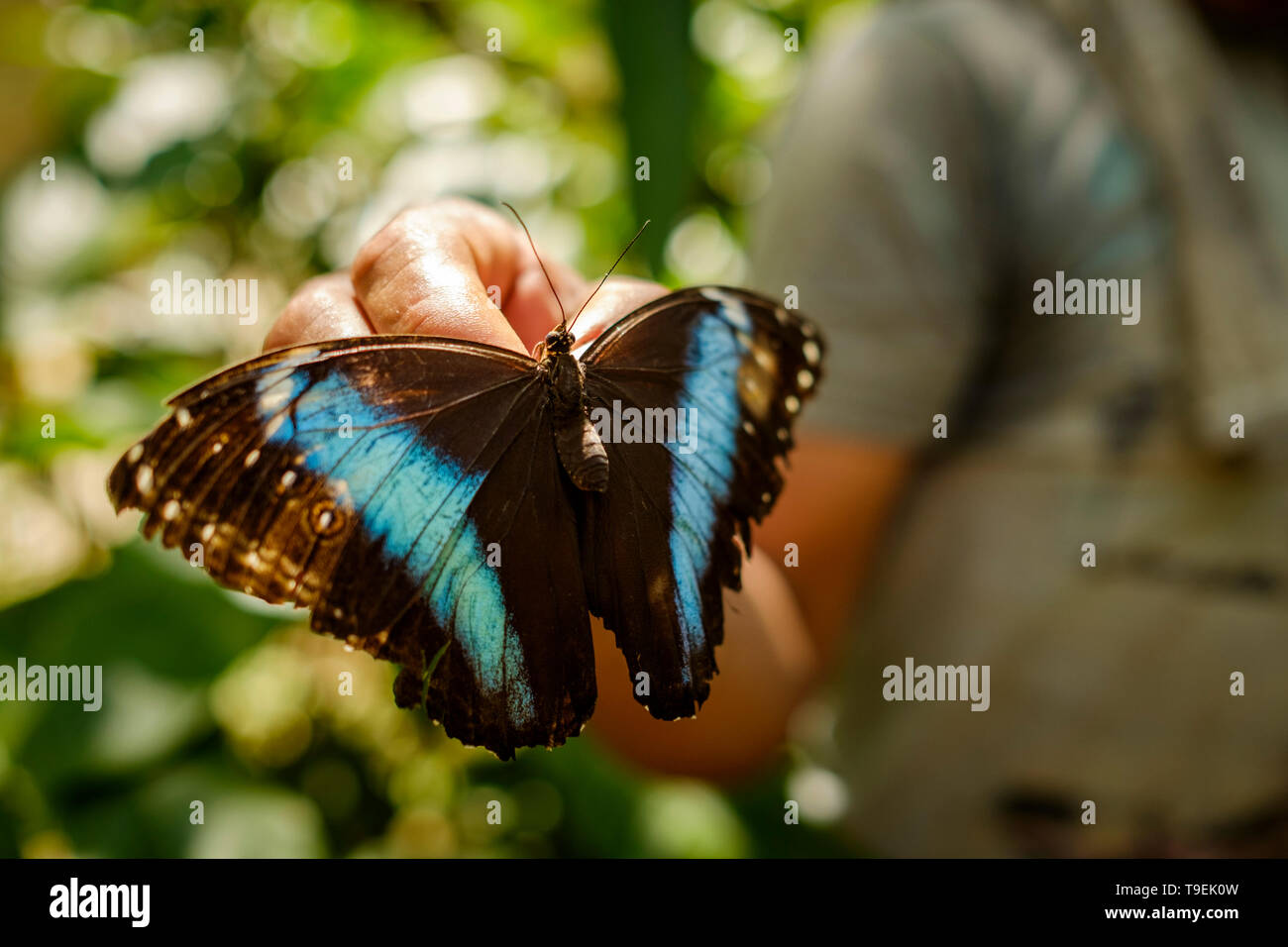 Mariposario pilpintuwasi hires stock photography and images Alamy