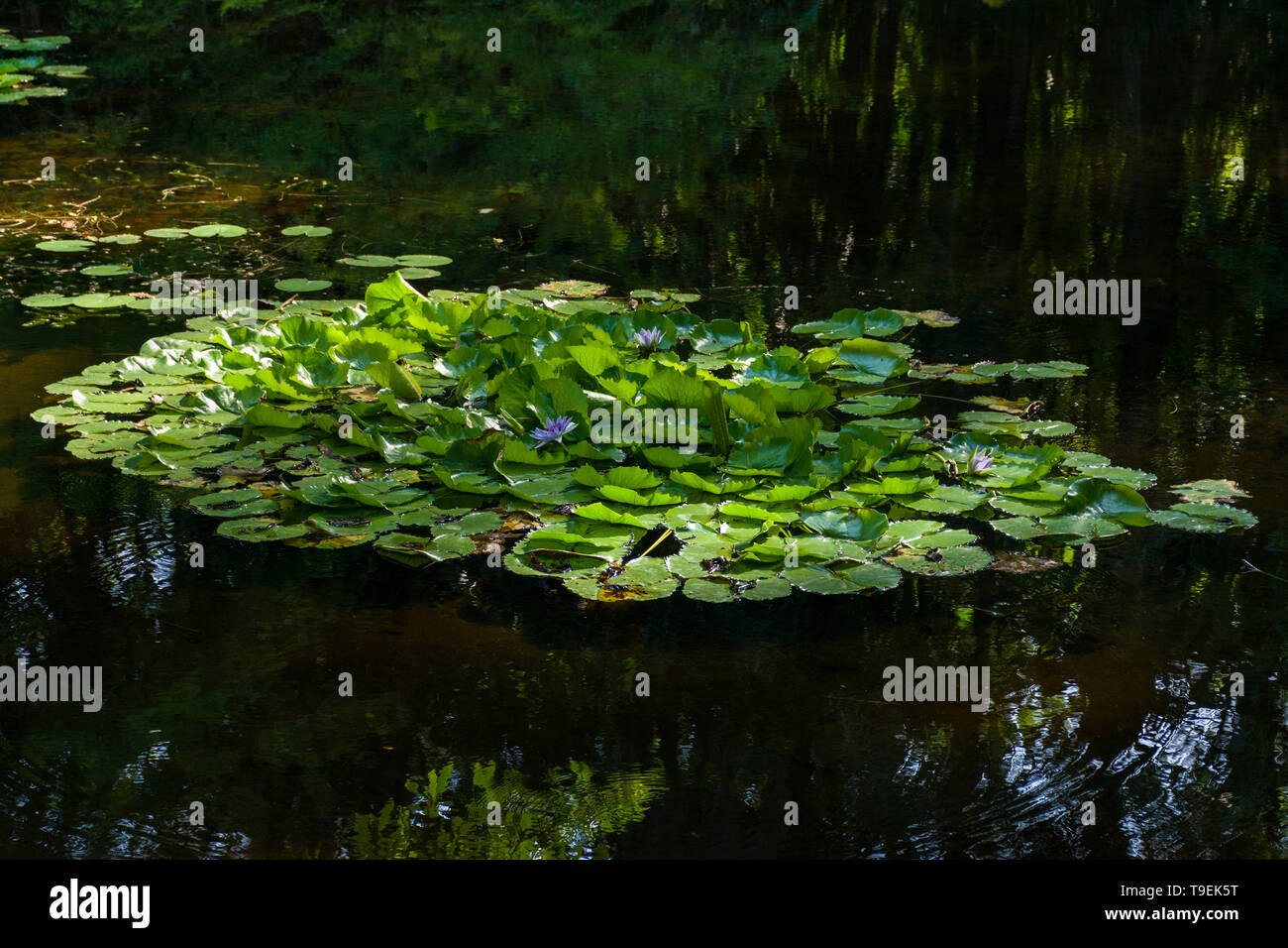 Water lily nymphaea caerulea hi-res stock photography and images - Alamy