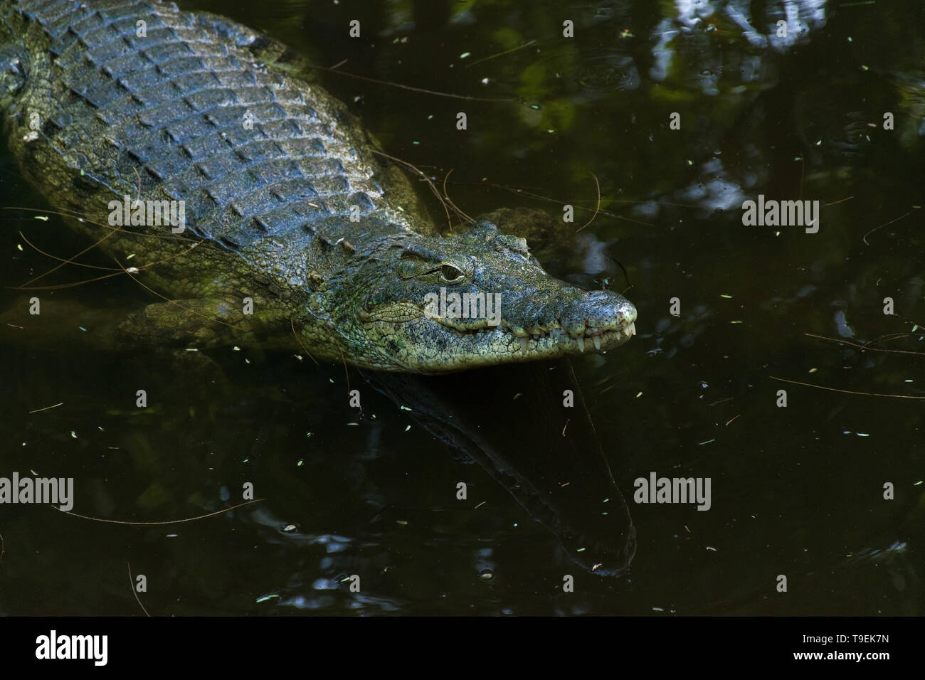 Nile Crocodile Crocodylus Niloticus Partially Submerged In Dark Water Stock Photo Alamy