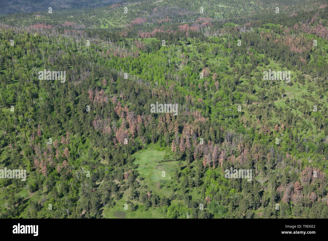 An aerial view of the Black Hills area of South Dakota showing a hillside area with groups of dead and dying trees due to a pine beetle infestation. Stock Photo