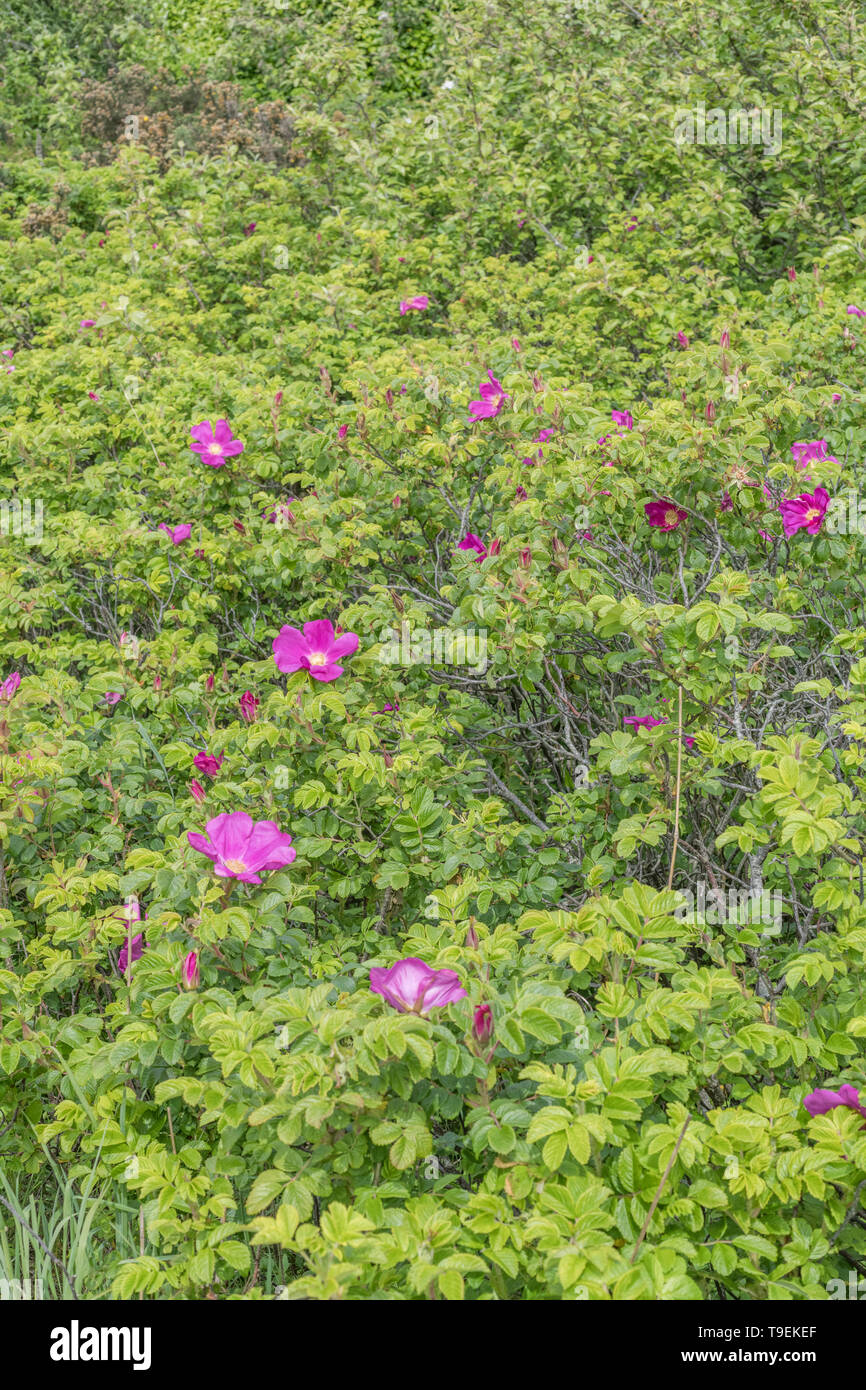 Pink flower of wild Japanese Rose / Rosa rugosa on the shoreline of a