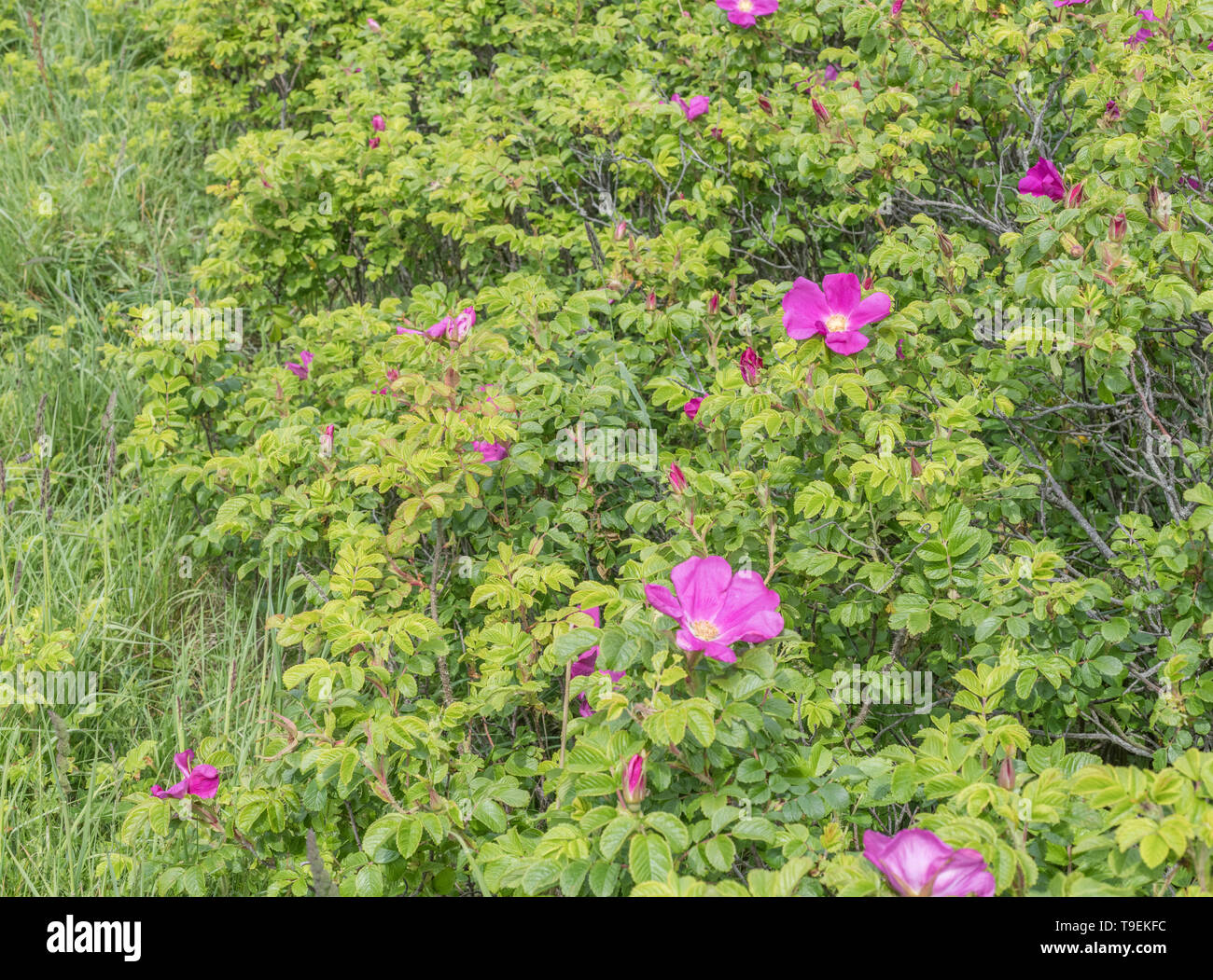Pink flower of wild Japanese Rose / Rosa rugosa on the shoreline of a