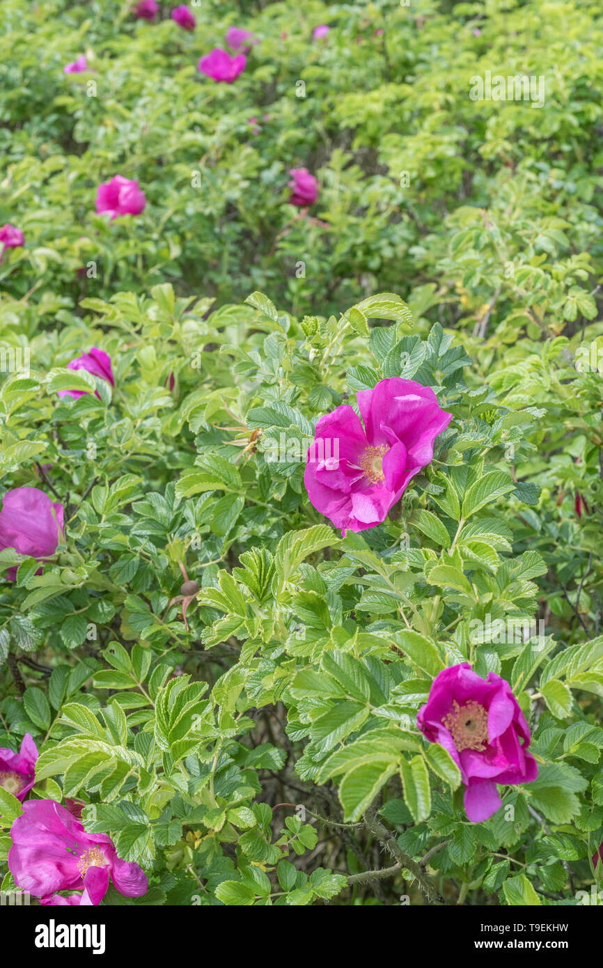 Pink flower of wild Japanese Rose / Rosa rugosa on the shoreline of a