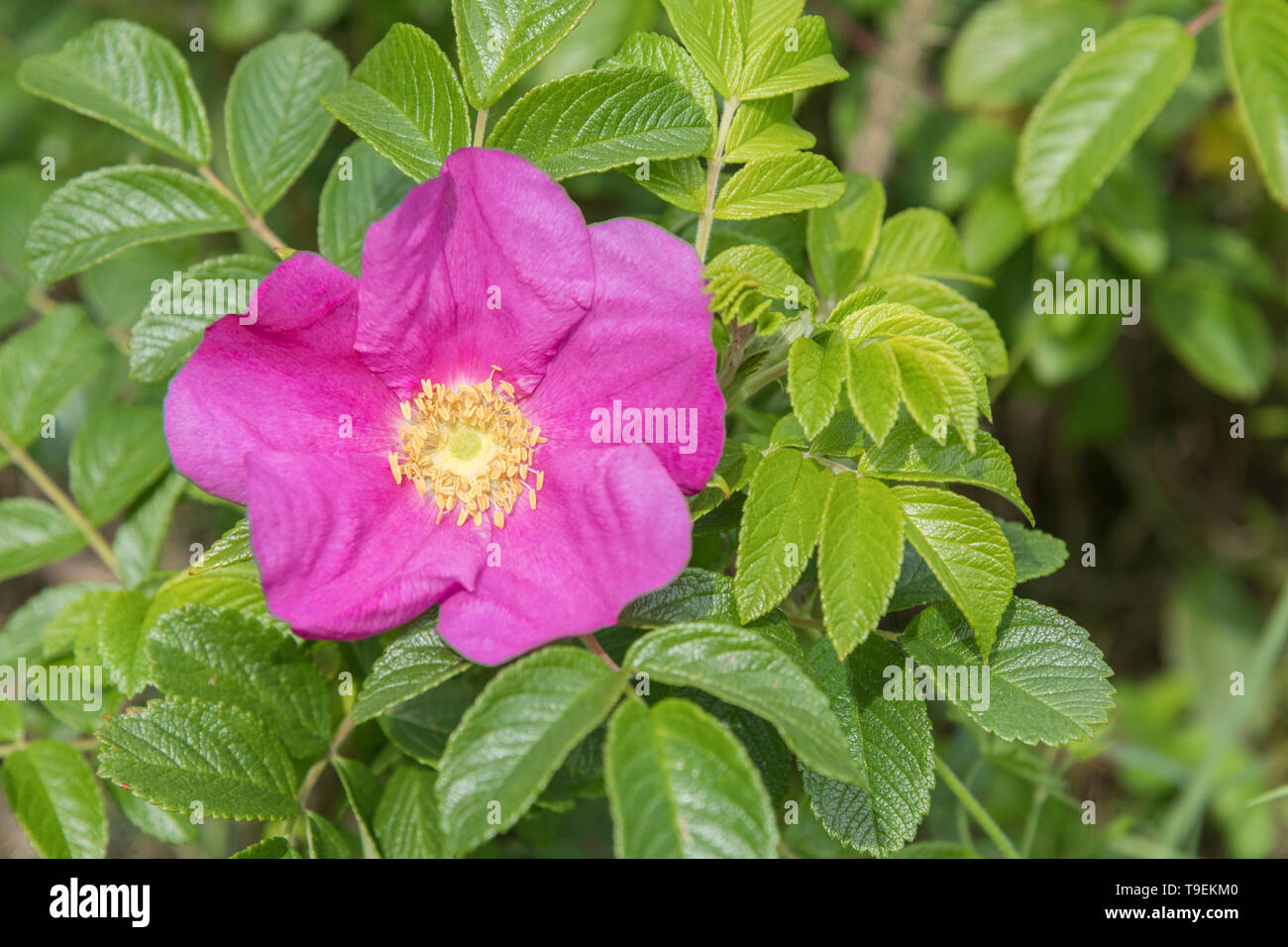 Pink flower of wild Japanese Rose / Rosa rugosa on the shoreline of a