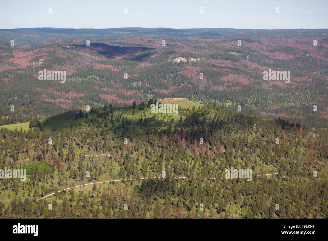 An aerial view of the Black Hills area of South Dakota showing a large area with groups of dead and dying trees due to a pine beetle infestation. Stock Photo