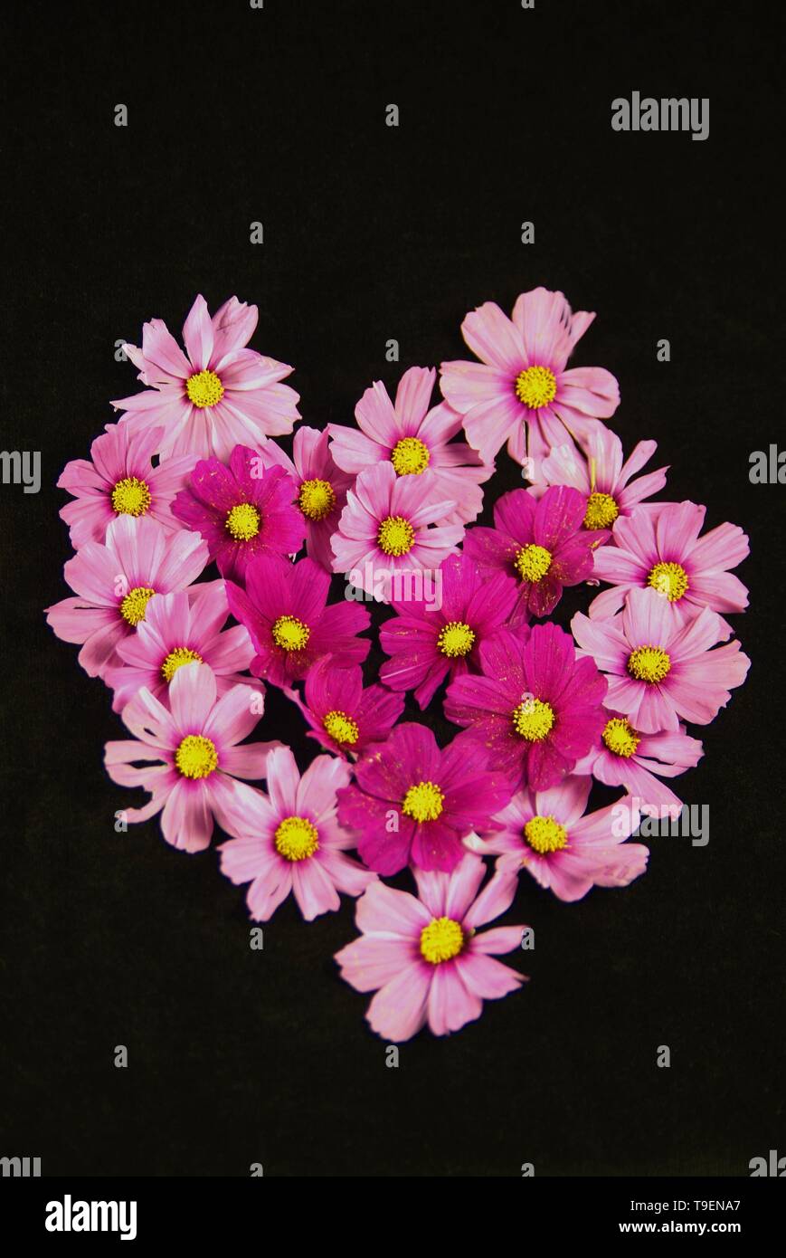 Orange and pink flower background vividly bright, bloom from floral
