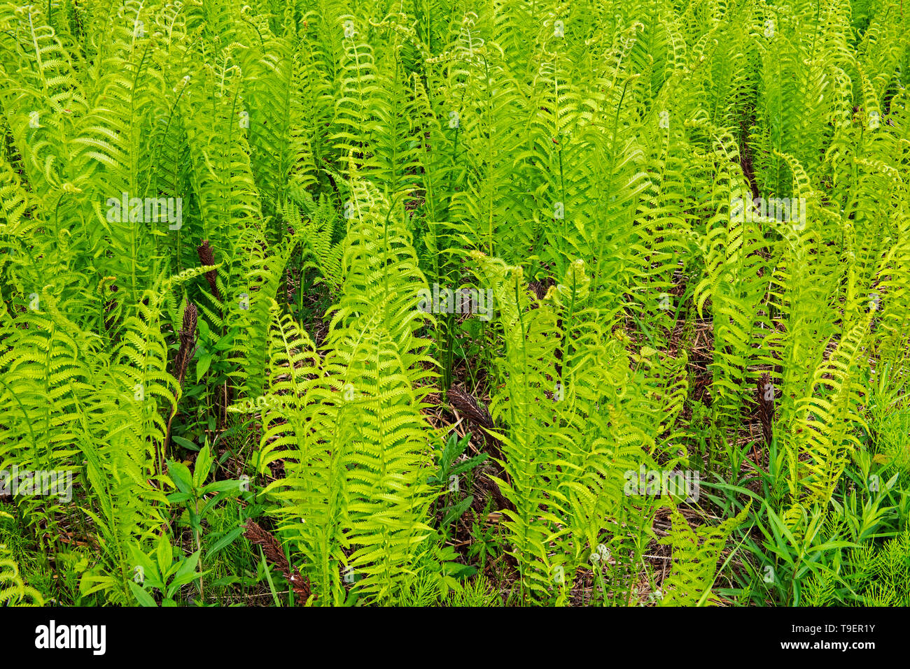 Cinnamon Fern (Osmundastrum cinnamomeum formerly Osmunda cinnamomea