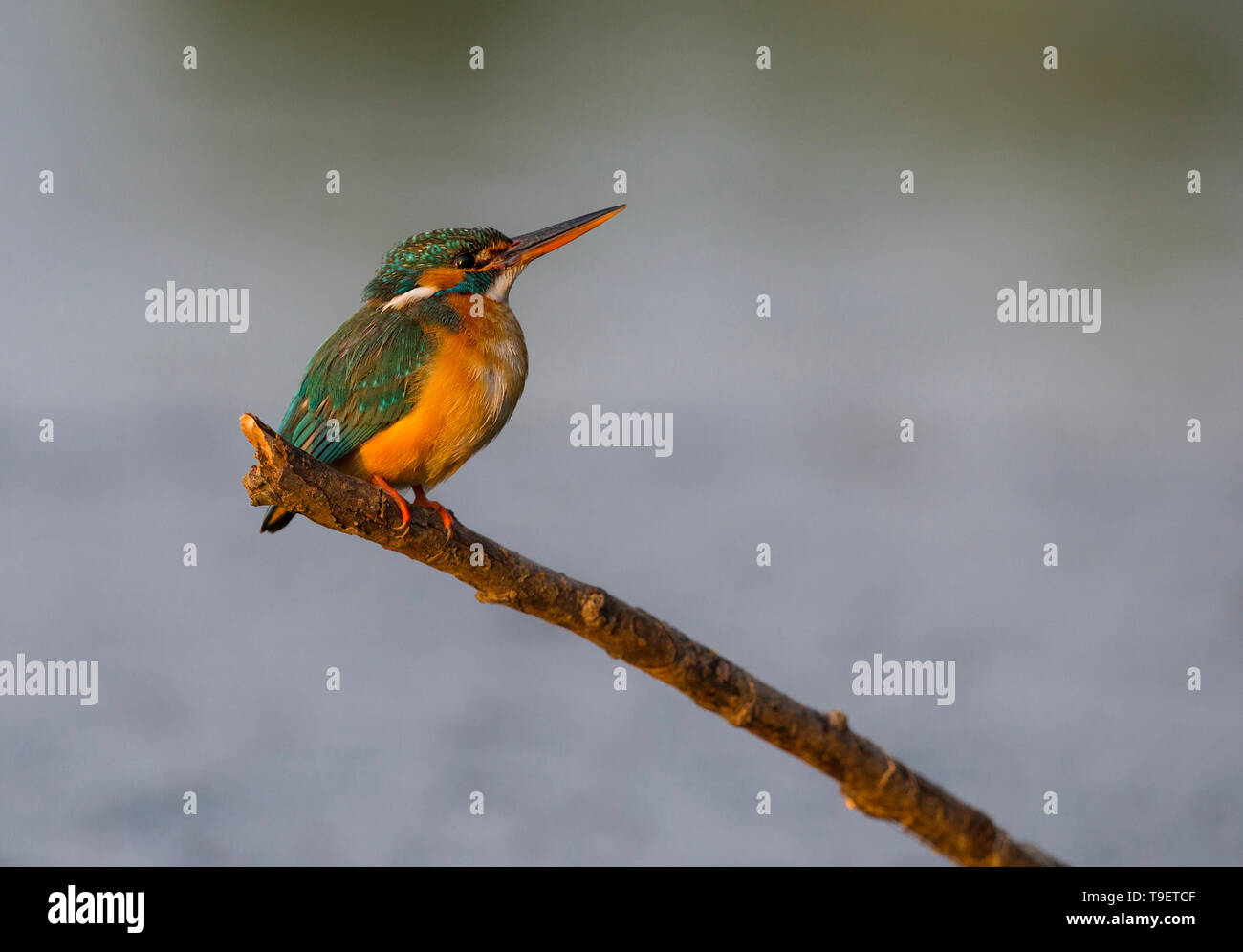 Female Common Kingfisher perched beside a river background Stock Photo ...