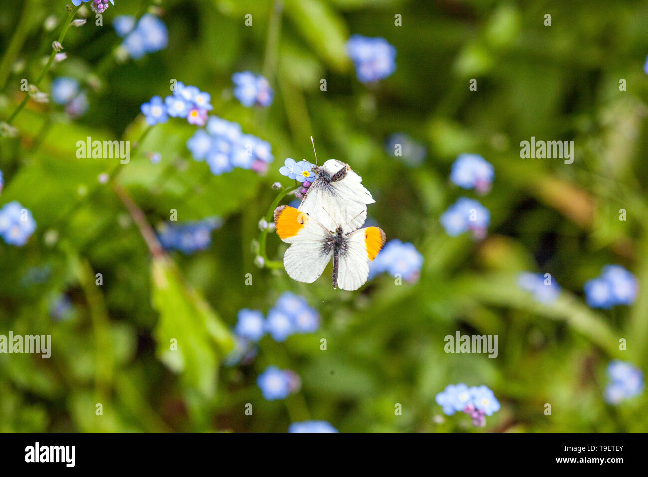 Two Orange tip butterflies Anthocharis cardamines mating in the English countryside in the springtime Stock Photo