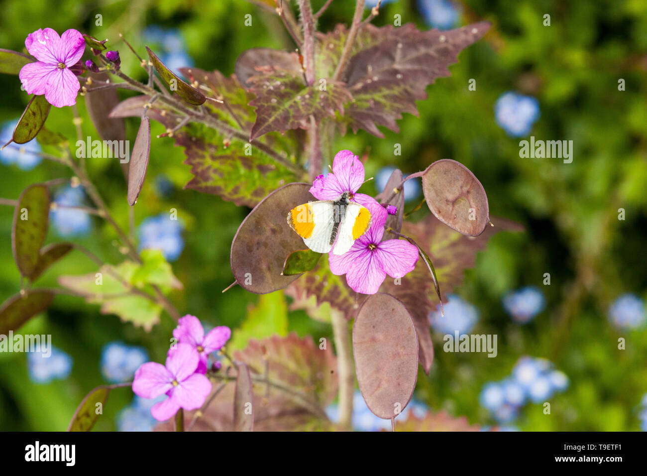 Orange tip butterfly Anthocharis cardamines butterfly in the English countryside in the springtime Stock Photo