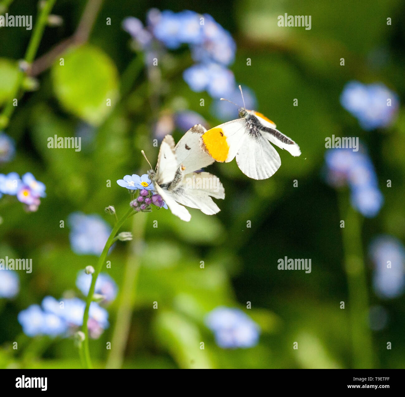 Two Orange tip butterflies Anthocharis cardamines mating in the English countryside in the springtime Stock Photo