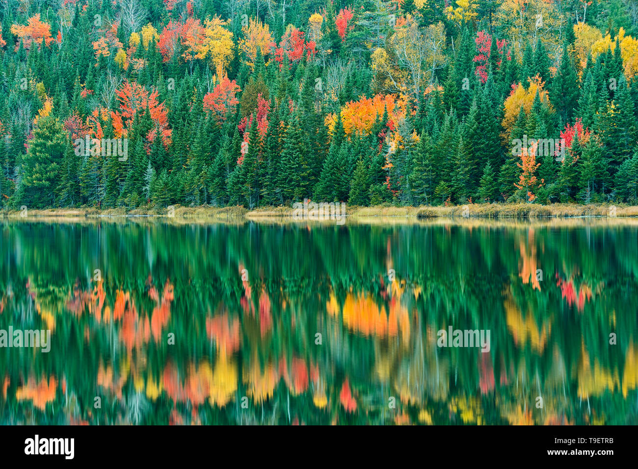 Autumn  colors reflected in  Lac Modène. Great Lakes - St.  Lawrence Forest Region. La Mauricie National Park Quebec Canada Stock Photo
