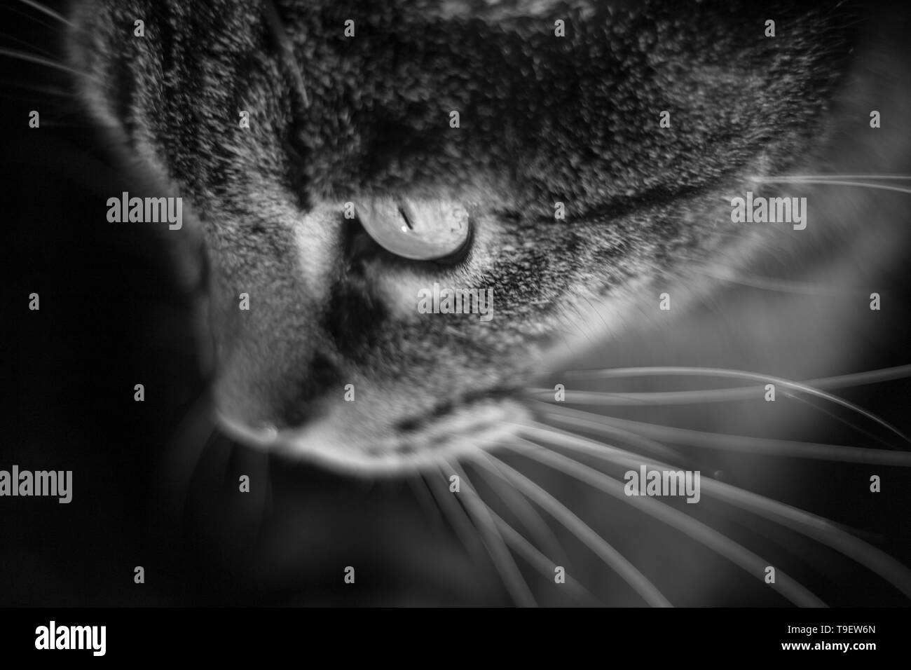 Cat portraits. Stock Photo