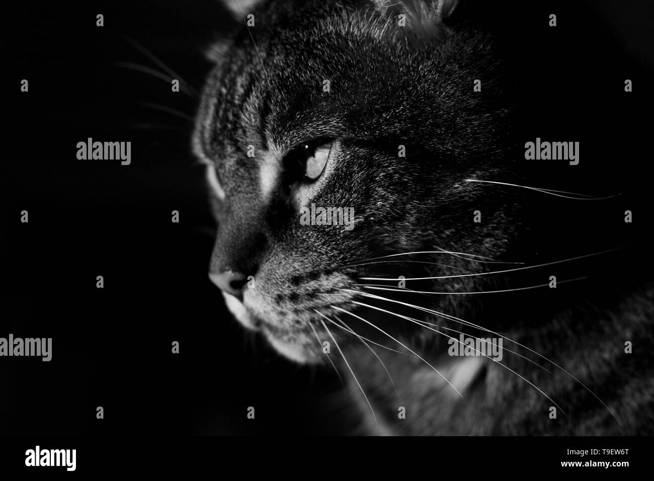 Cat portraits. Stock Photo