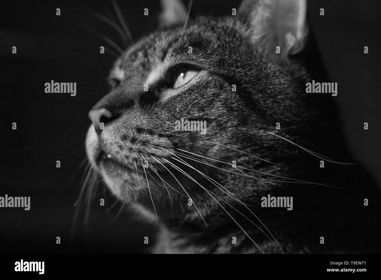 Cat portraits. Stock Photo